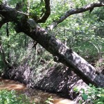 Creek running through the east 3/4 of property.