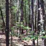 Pine forests located north-center of property.