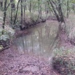 Creek running through the east 3/4 of property.