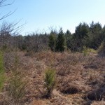 Evidence of deer bedding and feeding near the north west thickets.