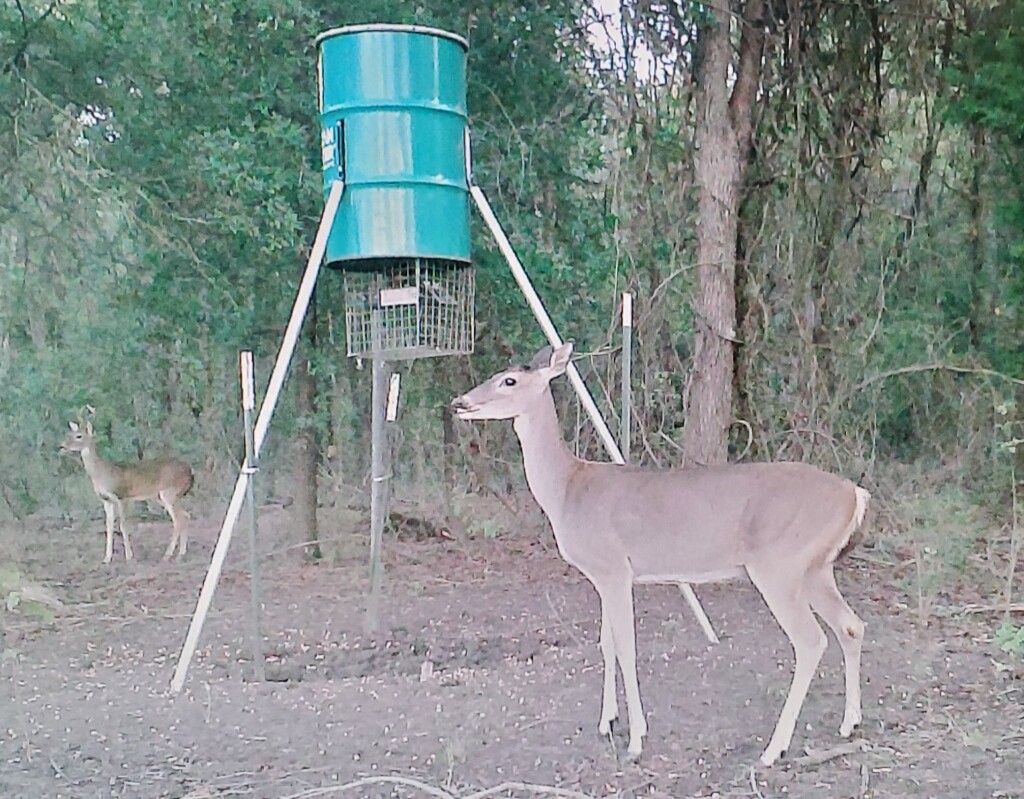 Male and female deer