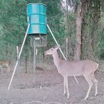 Male and female deer