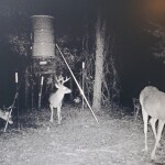 Multiple male deer